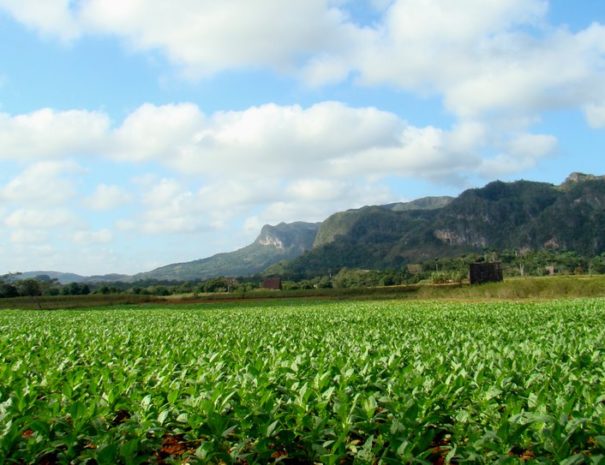 tobaco fields