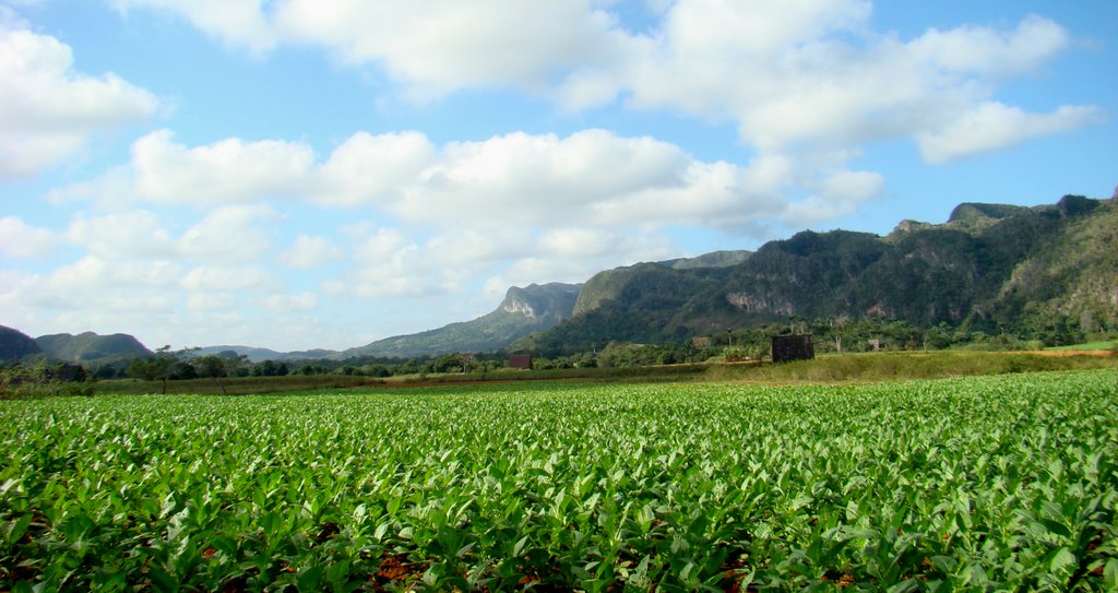 tobaco fields